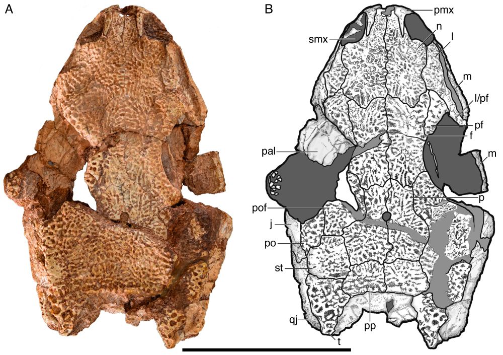 Photograph and illustration of the skull of the new neotype of Aspidosaurus chiton in dorsal view. The skull is an orange-brown color, longer than wide, and largely undistorted.