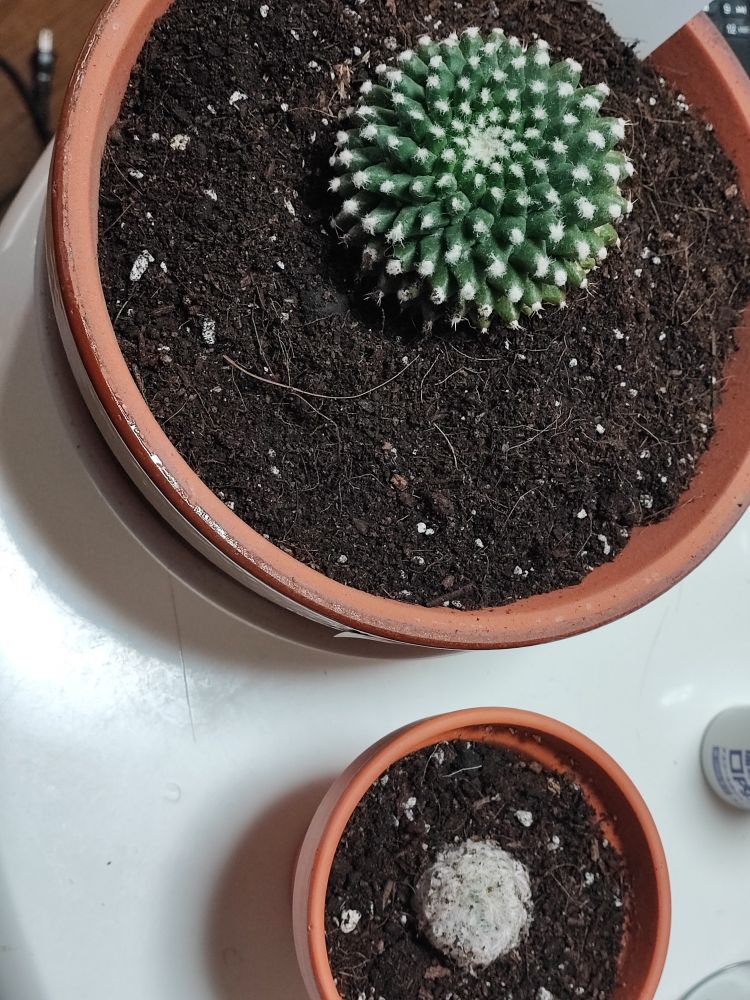 サボテンの写真
えっとねぇ、12時の方向にエルサム(サボテンの品種の名前)洗面器くらいの大きさの鉢に植え替えた。
で、5時の方向に白星(これもサボテンの品種の名前)がいる。これはマグカップよりふた周り大きいかな？
ウィ〜植え替えれたし様子見るぞ