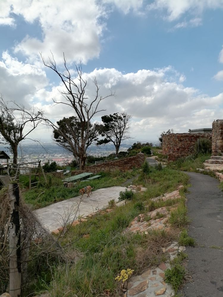 View of the cafe's playground, also overgrown, my other dog running around in front of it. 