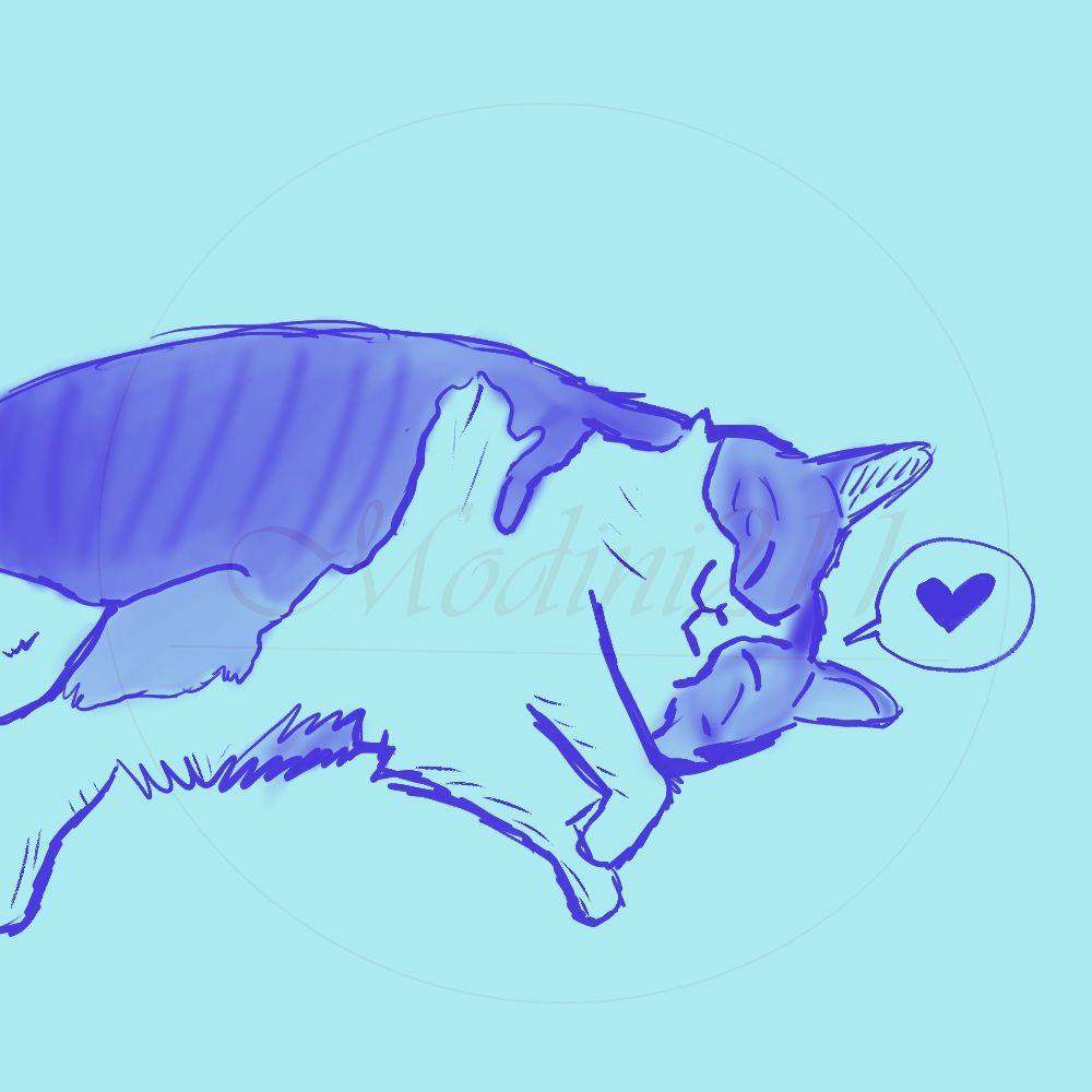 A content cat with a heart symbol inside a speech bubble