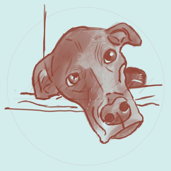 Red-orange dog with a blue background