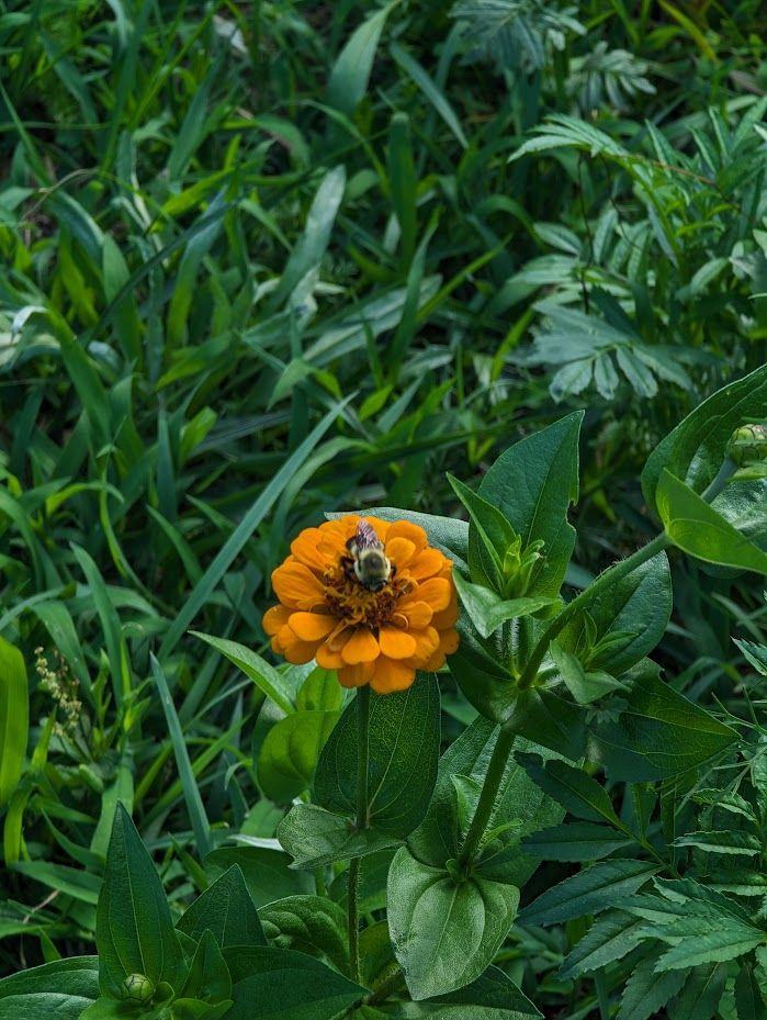 Orange flower with a bumble bee sitting on it