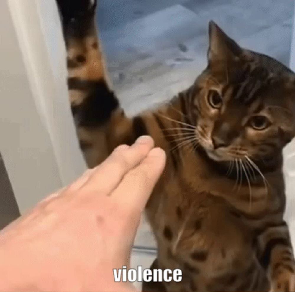 a cat is being petted by a person 's hand and the cat is looking at the camera .