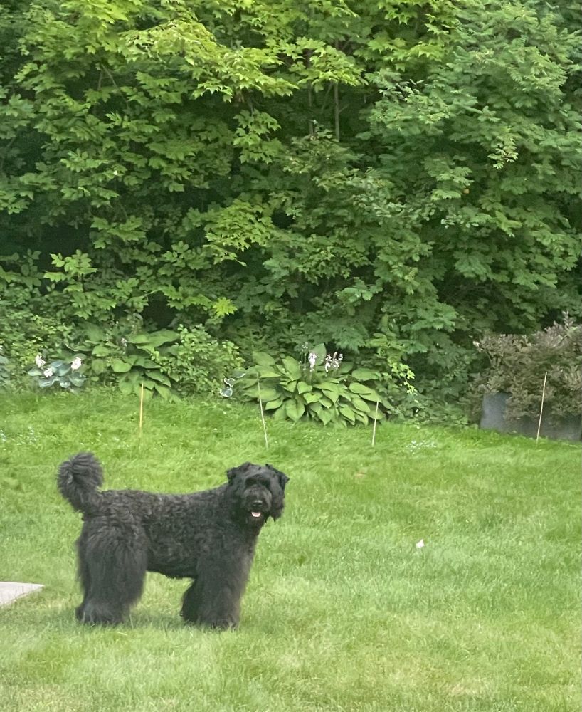 Bouvier in yard 