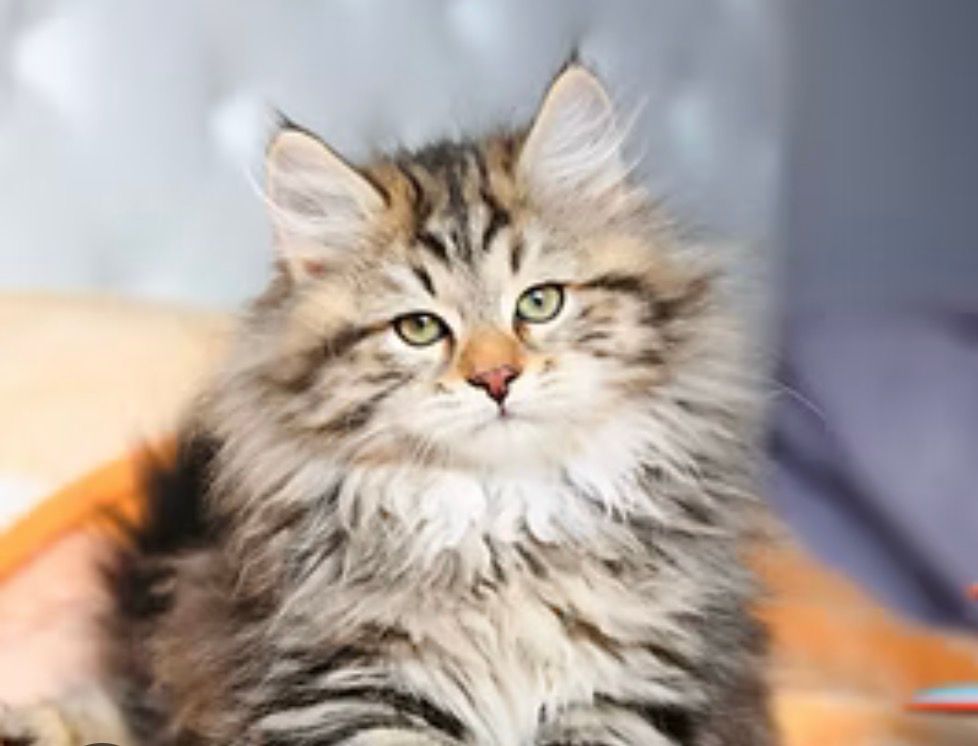 Siberian kitten 