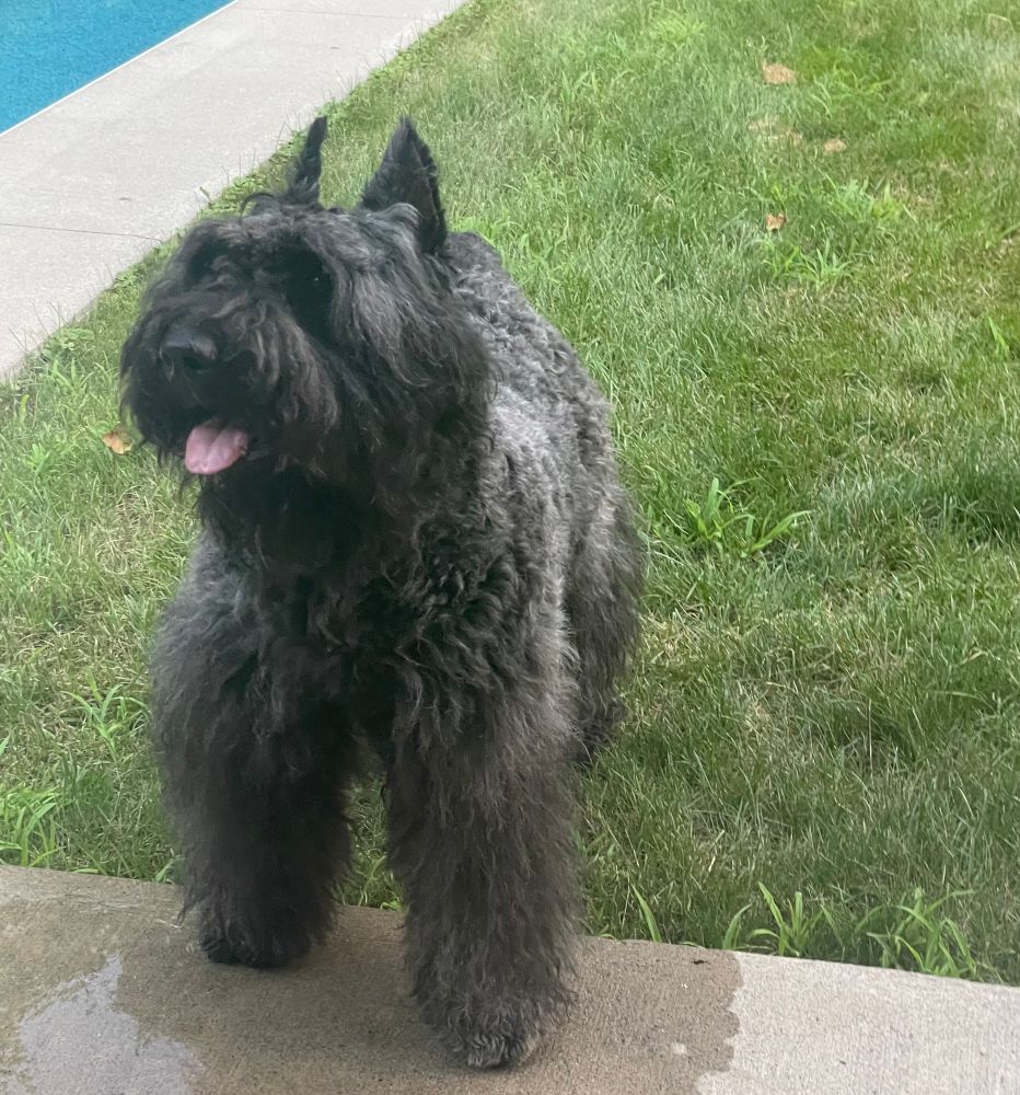 Bouvier in yard