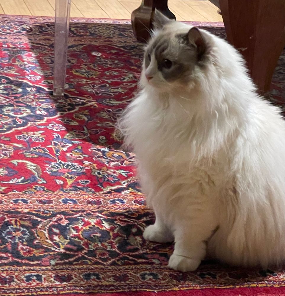 Beautiful cat in a sphinx pose who needs brushing. 