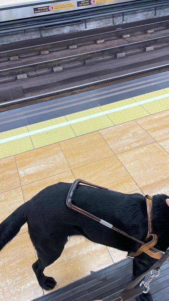 Banda podotáctil amarilla ubicada en el borde del andén de una estación de metro. La banda tiene textura de puntos en relieve, diseñada para ser detectada fácilmente con el bastón o los pies por personas con discapacidad visual. Corre paralela a las vías del tren y sirve como advertencia para no acercarse demasiado al borde. Justo detrás de la banda podotáctil hay una franja blanca y otra banda lisa de color oscuro, que también marcan el límite seguro antes de las vías.