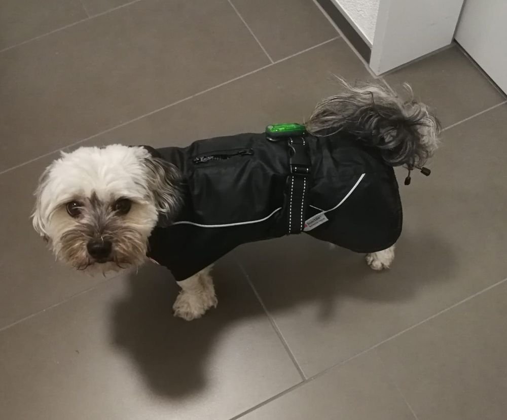 Auf dem Bild ist ein Bolonka-Hund namens Danko zu sehen. Er trägt eine schwarze Hunderegenschutz Jacke und steht auf einem grauen Fliesenboden, während er leicht irritiert, da er Regen nicht mag, zur Kamera schaut.
