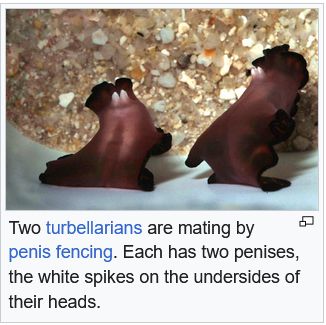 two flatworms with a wikipedia caption. the caption says "two turbellarians are mating by penis fencing. each has two penises, the white spikes on the undersides of their heads."