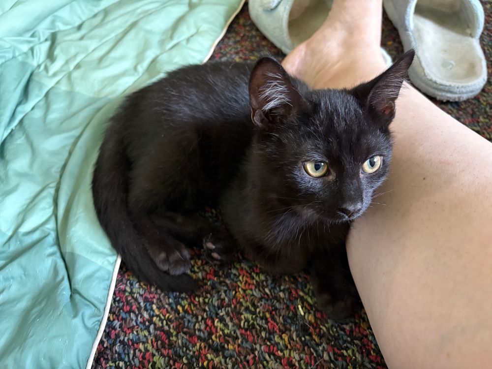 A three month old black kitten curled up against the bare ankle of a person sitting on the floor.