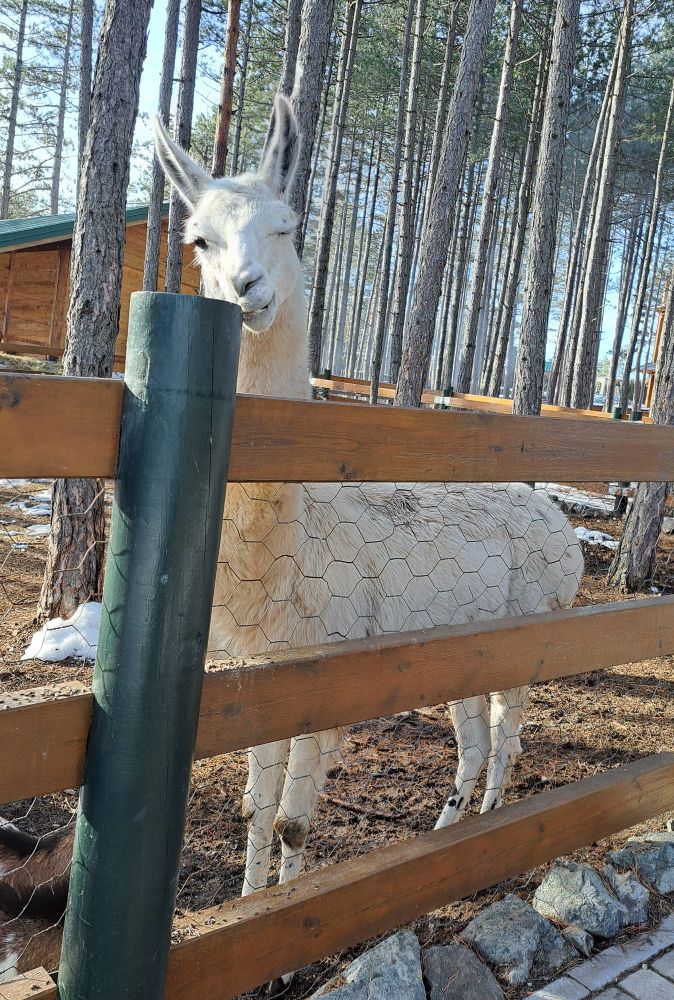 A winking Llama in an enclosure 