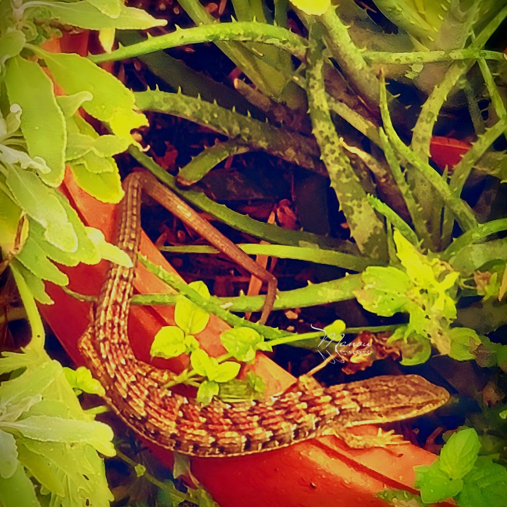 Photo of lizrad body in garden plantar. 😍 it was not so thrilled that I was watering. Lol