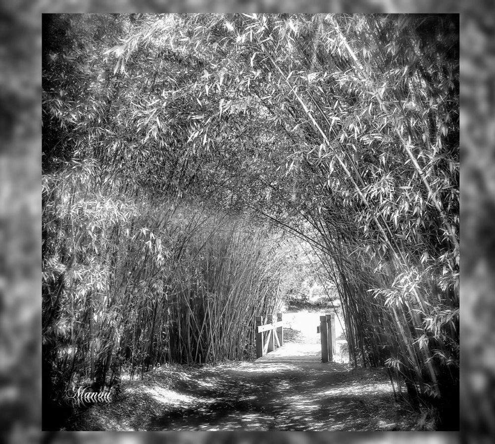 Bamboo archway photo. A stroll in nature helps me recharge. Photo taken in Arboretum, California. 