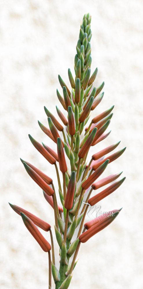 The buds shown are a mix of green, orange, and red, which will open into vibrant, tubular flowers. 