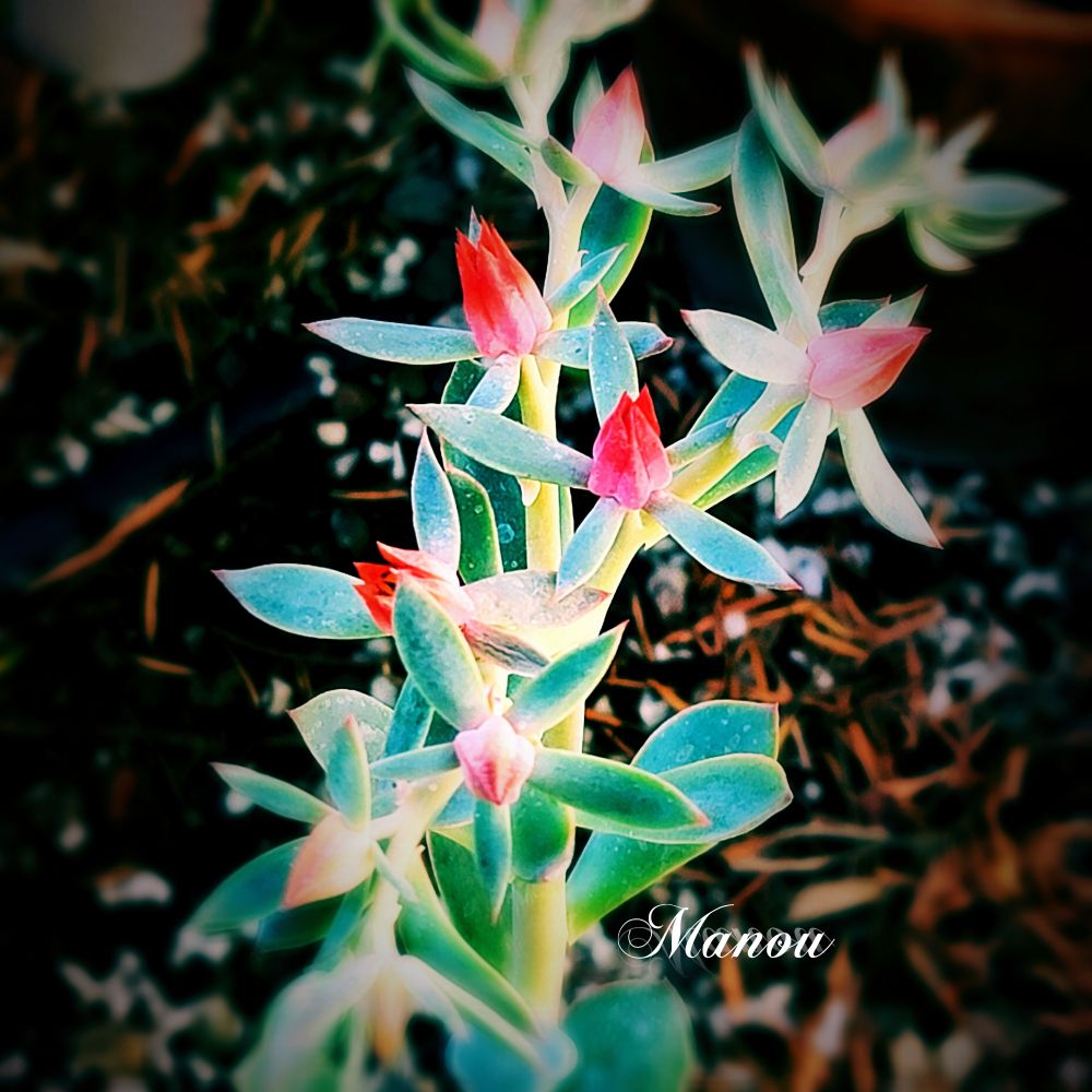 Echeveria Pulvinata, also known as the Chenille Plant or Plush Plant. This succulent is native to Mexico and is characterized by its fuzzy, velvety leaves and vibrant orange-red flowers. 

Saved this plant from burning "Hawaii" section wihthin garden, and now it's happy again. 😊 