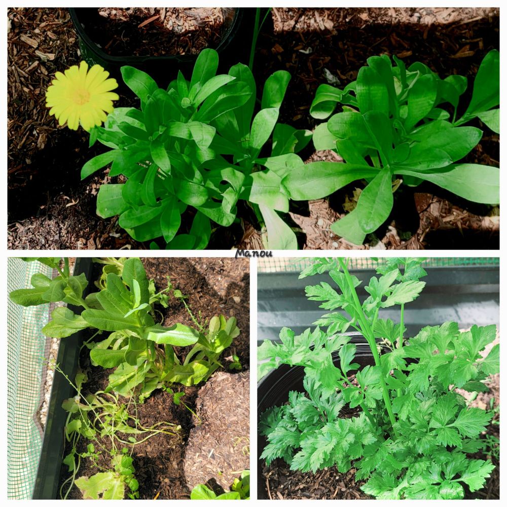 Photo of calendula  and lettuce bolting. Celery is  taller. 
