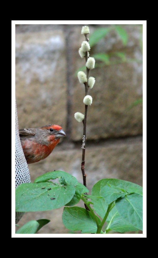 California
House Finch visitor.
I enjoy watching their competitive behaviors. 