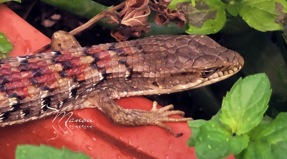 Photo of garden lizard 🦎 ❤️ popped out while watering 