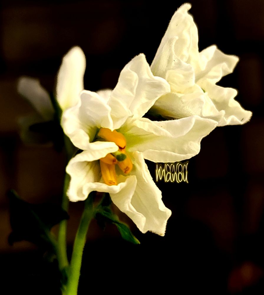 Photo of a potatoe plant which produced potatoes and now it shares flowers. 😀 