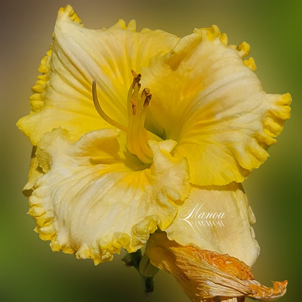 Photo of Lily taken at Arboretum in Arcadia, California. Despite their name, daylilies are not true lilies; they belong to the genus Hemerocallis and have a different root structure compared to the bulb-forming true lilies. 

