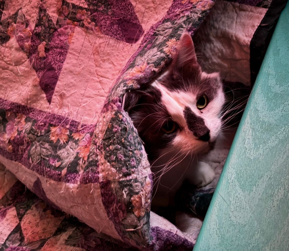 Pic of my grey and white fluffy cat peeking out from inside the folds of the blanket covering my chair.