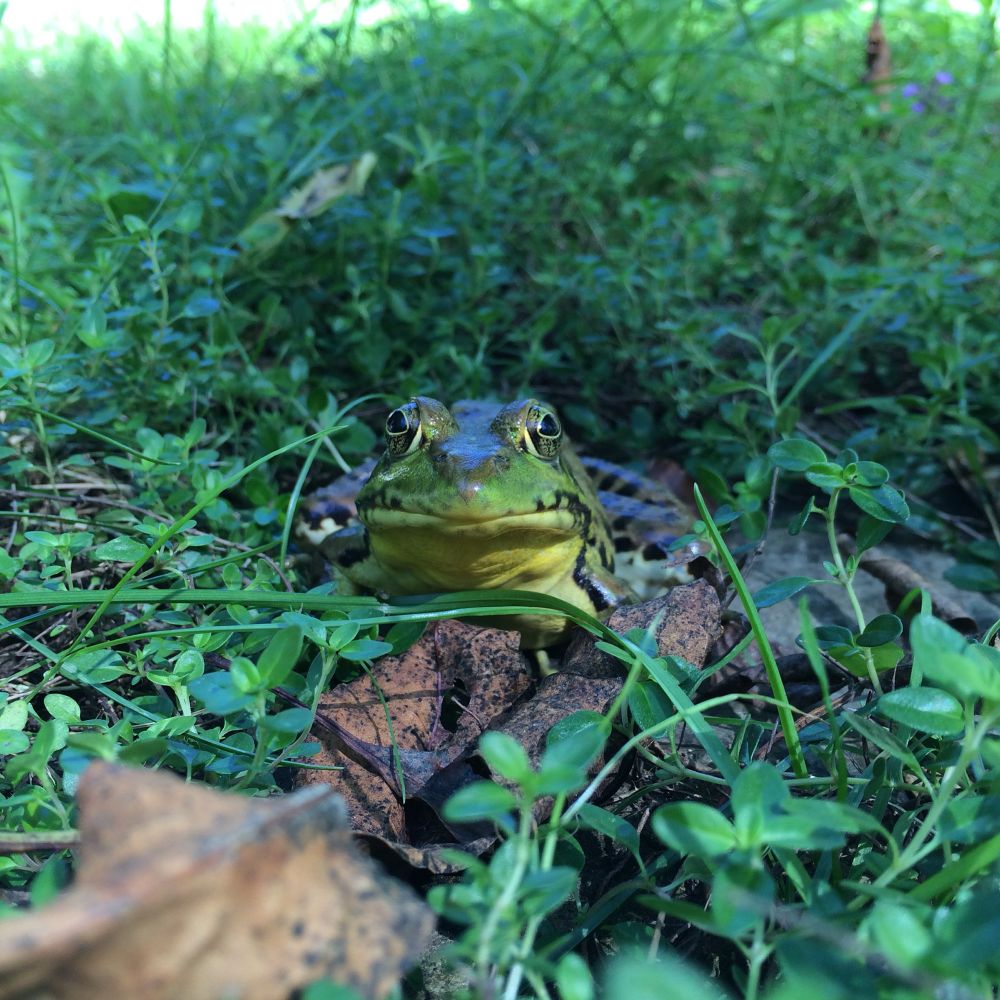 A frog sitting in the clover and grass looking straight at the camera. 