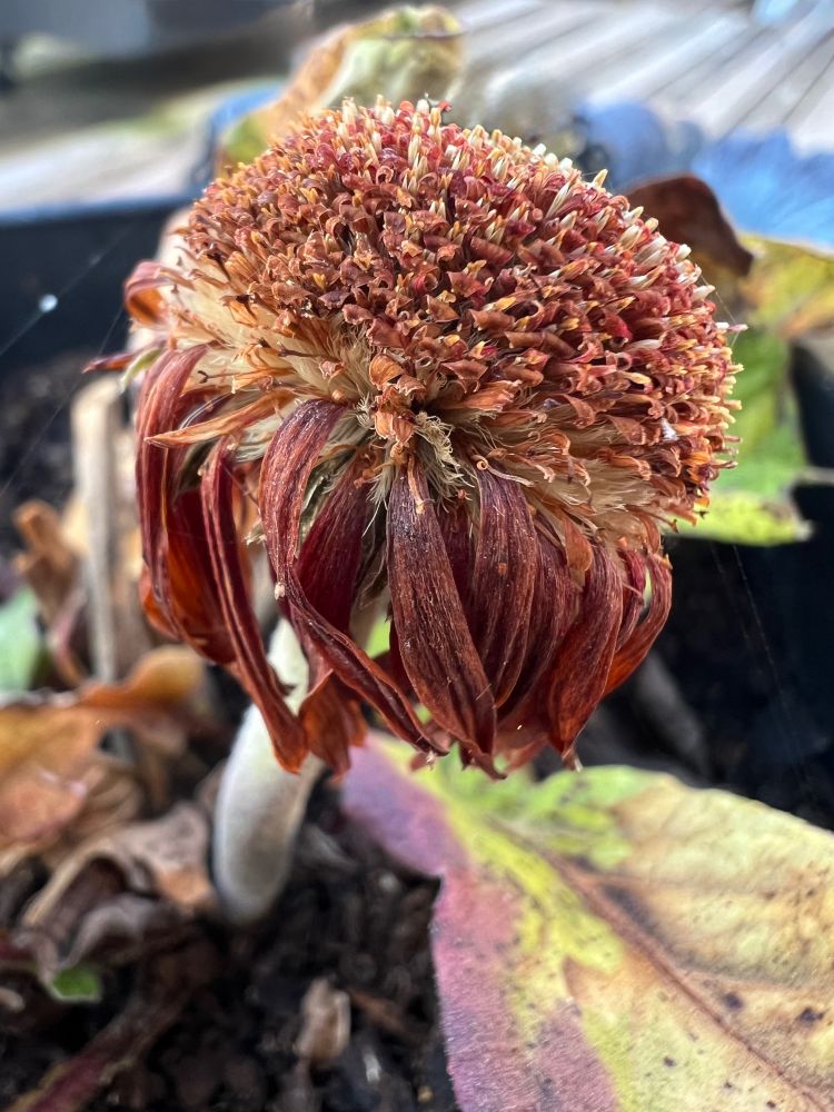 A spent Gerber daisy, russet orange petals hang limp around its collar. Minuscule hollow disc florets range from orange to dark pink to cream.