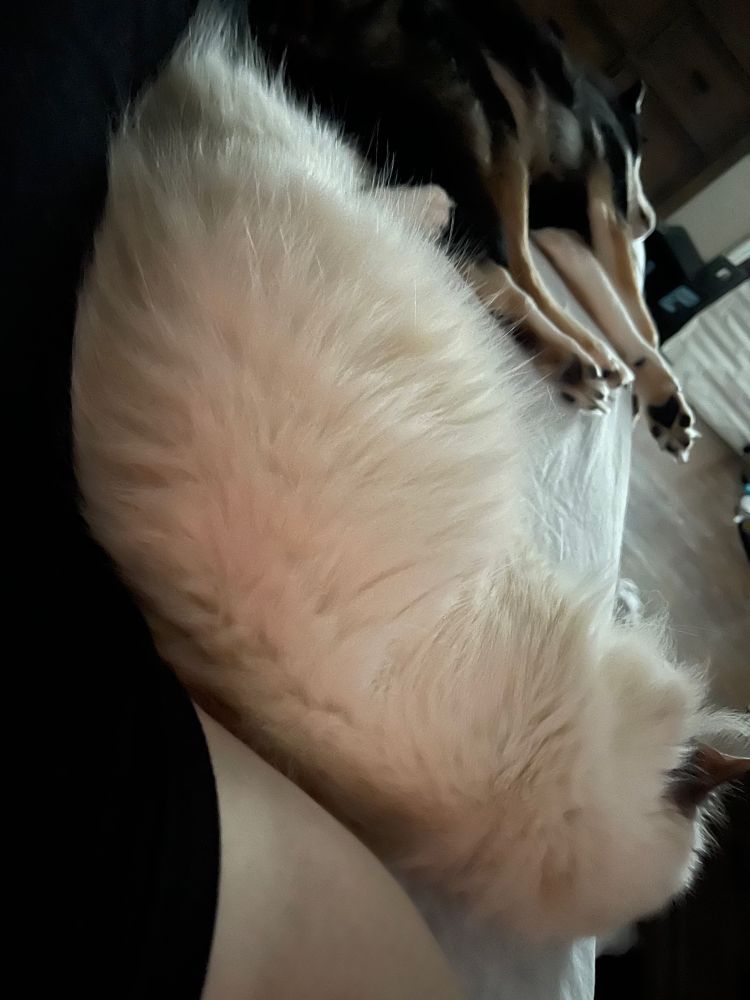 Picture of my cat under my arm and dog up against my leg. Cat is fluffy and mostly white with some gray. Dog is mostly black with some tan and white. Just snoozing.
