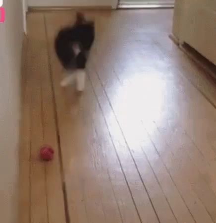 a cat is playing with a red ball on the floor .