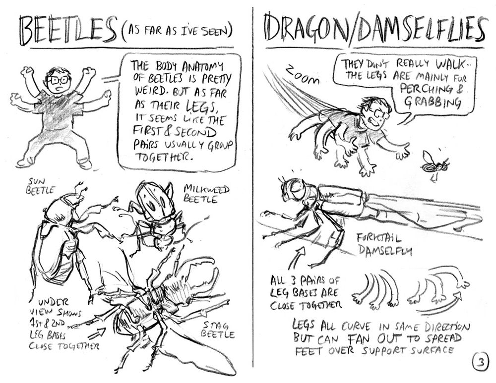 Insect leg patterns 2 and 3: Beetles and dragonflies.