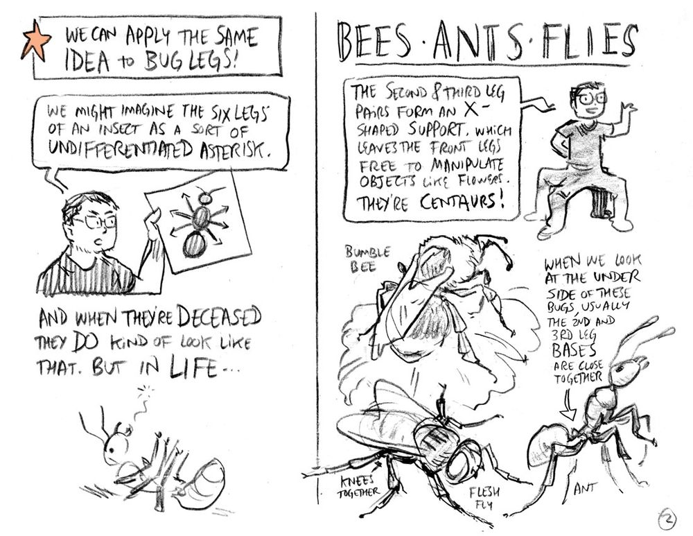 Insect leg pattern 1: Bees, ants, and flies.