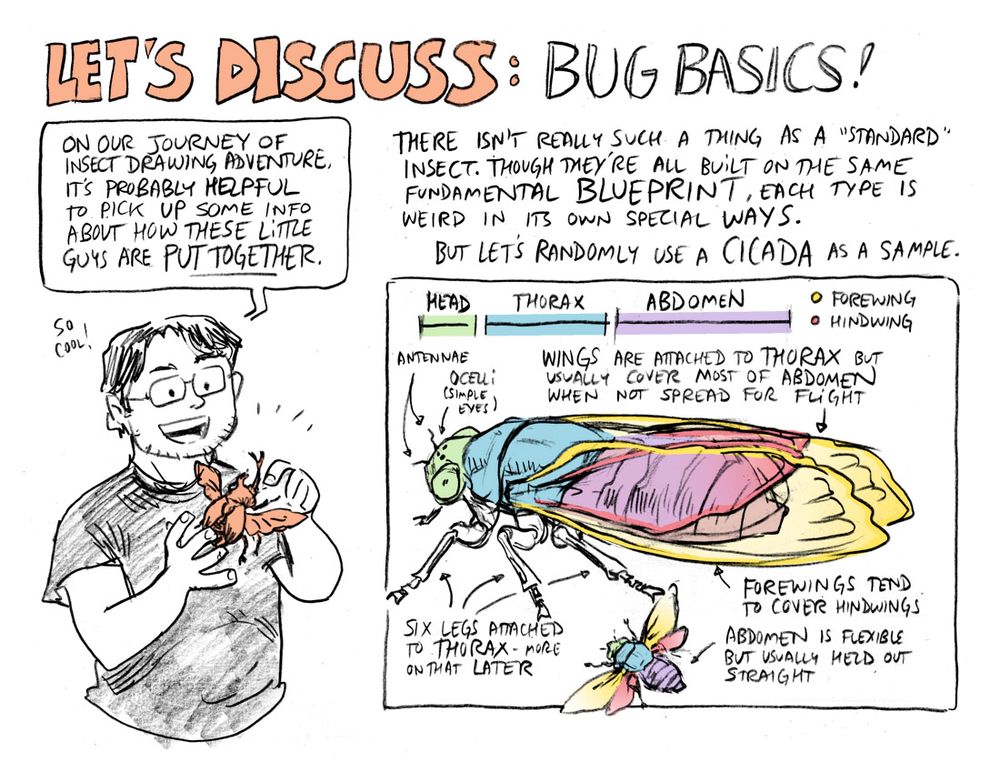 Let's Discuss: Bug Basics! Intro to insect body anatomy.