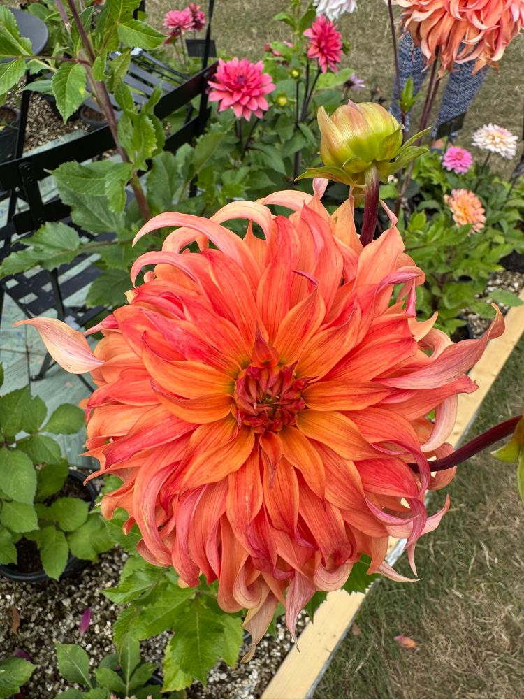 RHS Hyde Hall flower show - dahlias on display 🌼