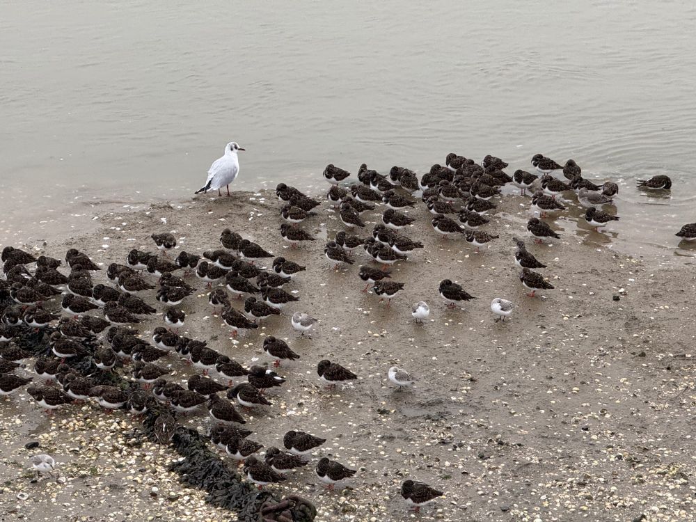 A chill winter's day on the Essex coast 🇬🇧
Sand Martins and Grey Plover taking dictation 🐦