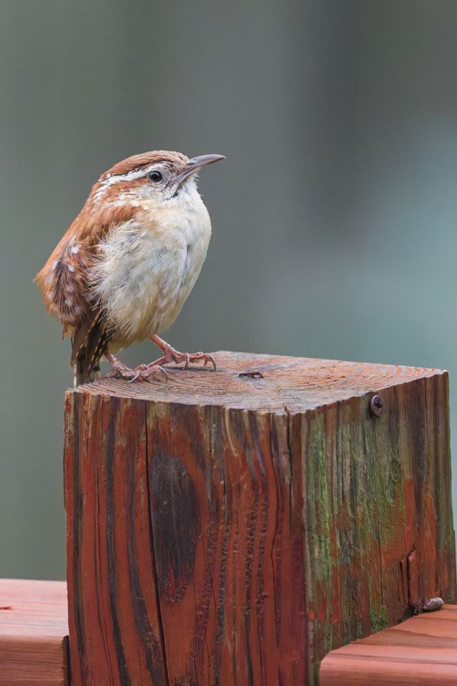 Carolina Wren 