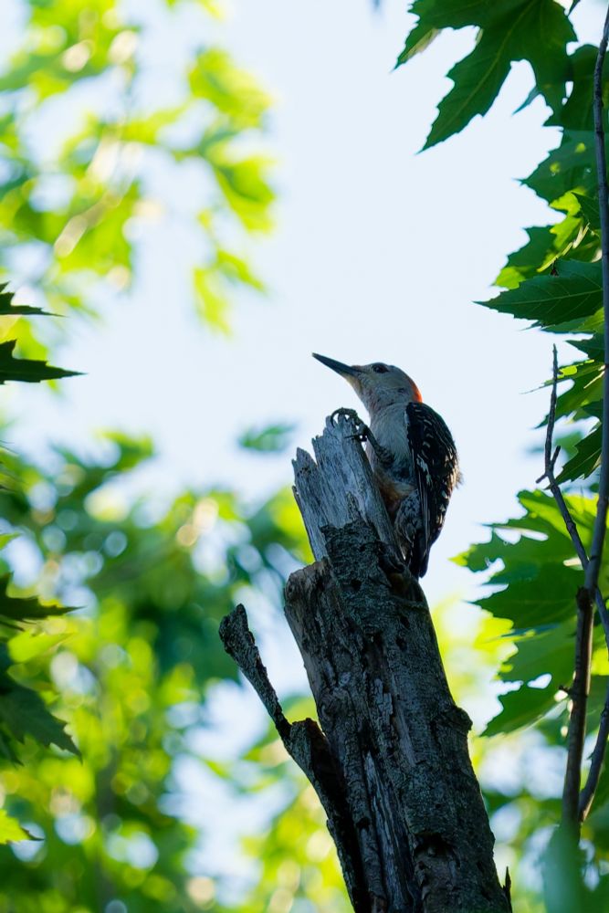 Red bellied woodpecker 
