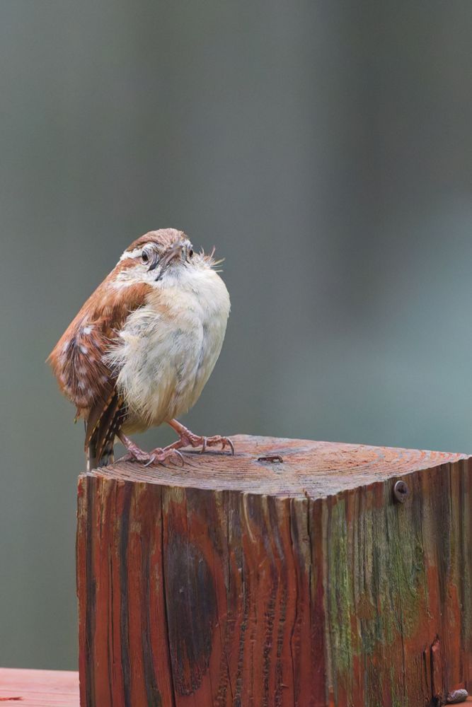 Carolina Wren, looking quite smug for being such a goofball 