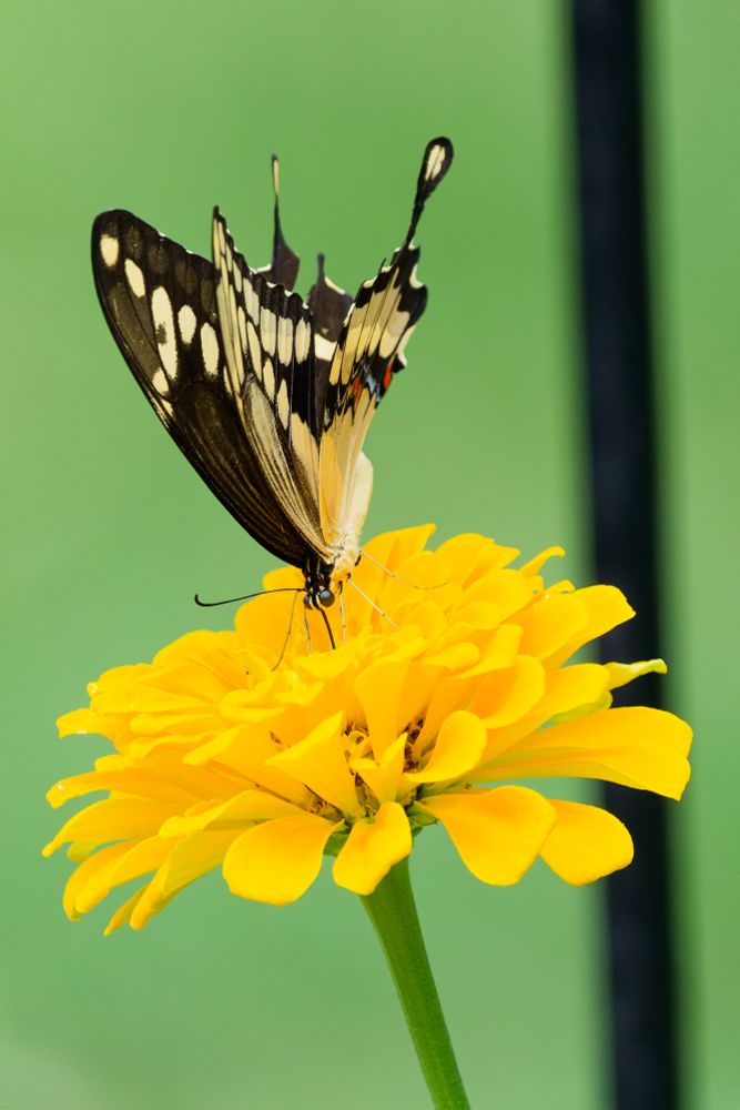 Swallowtail butterfly 
