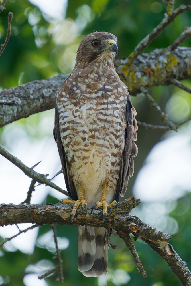 Hawk in a tree