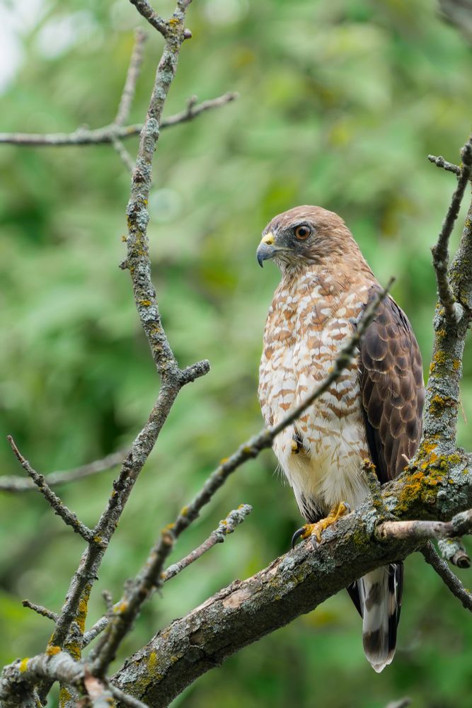 Broad Winged Hawk 