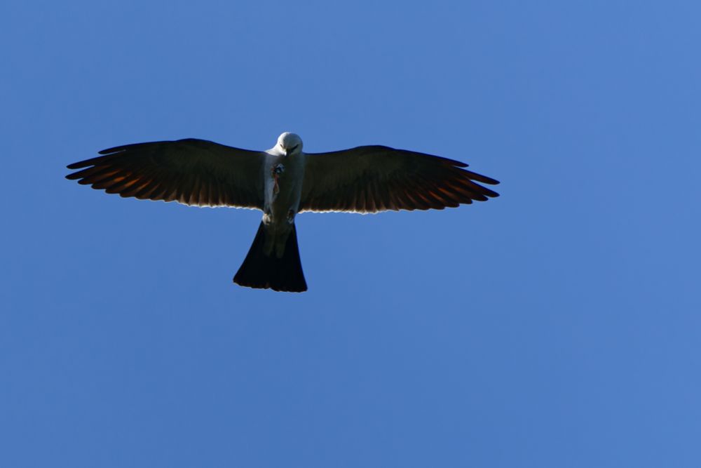 Mississippi Kite