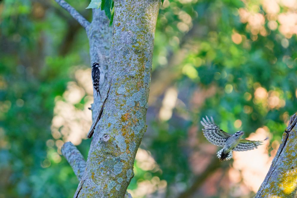 Two downy woodpeckers. 
