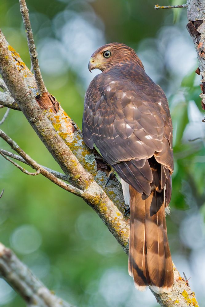 Hawk in a tree 