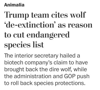 Screen cap of NYTimes article with the title: Trump team cites ’de-extinction’ as reason to cut endangered species list. The interior secretary hailed a biotech company’s claim to have brought back the dire wolf, while the administration and GOP push to roll back species protections