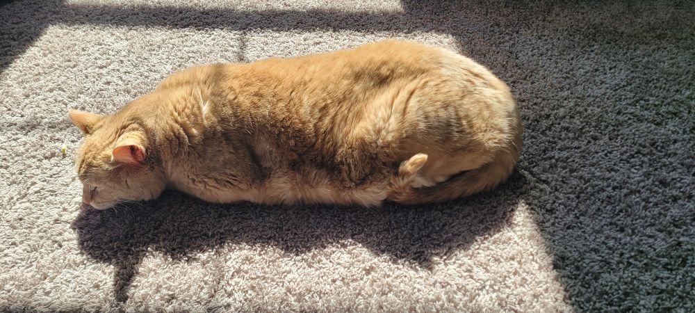 A large orange cat sausage-laying in a sunspot on a tan carpet. 