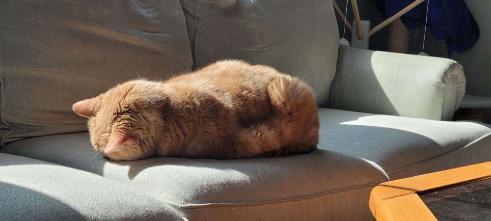 A large orange cat loafed on a light green sofa in a patch of sunlight face down against the couch asleep. 