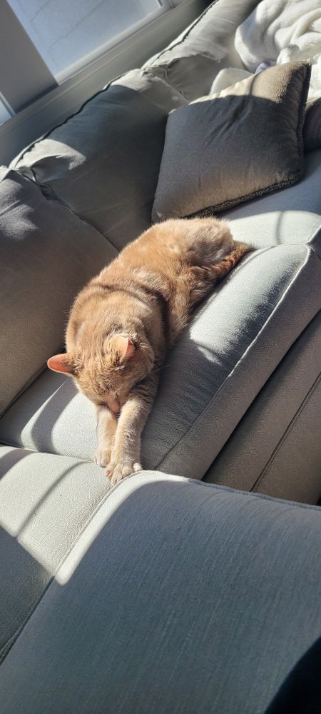 A large orange cat sleeping in a forward paws out superman style in a sunspot on a light colored couch.