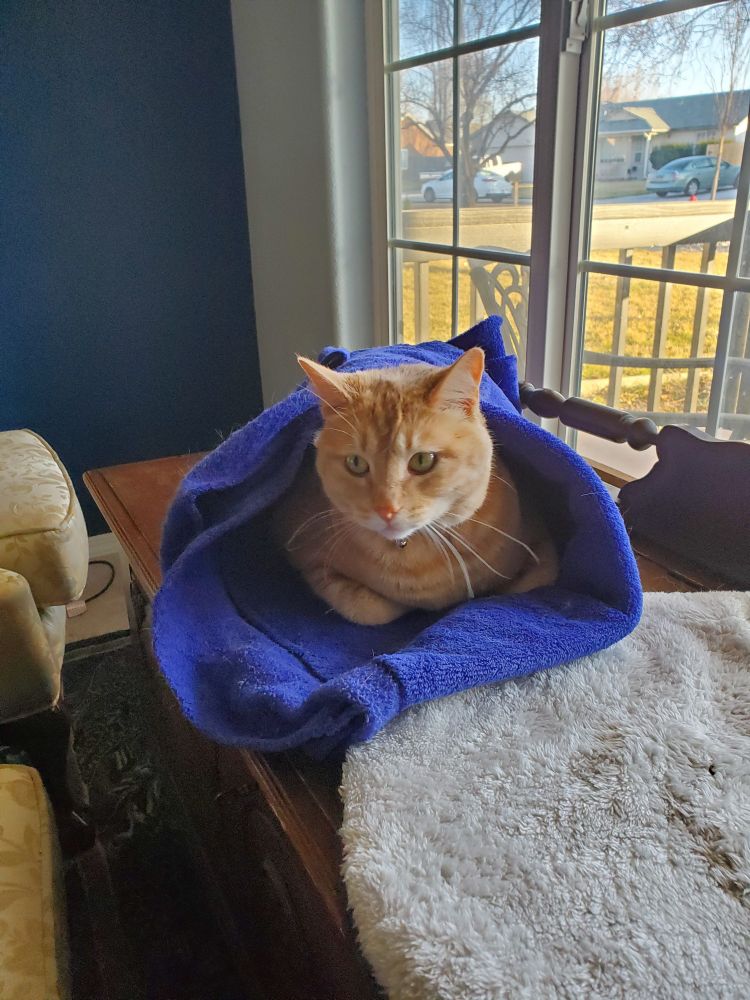 Orange car wrapped in a royal blue blanket sitting on a hope chest in front of a bay window. 