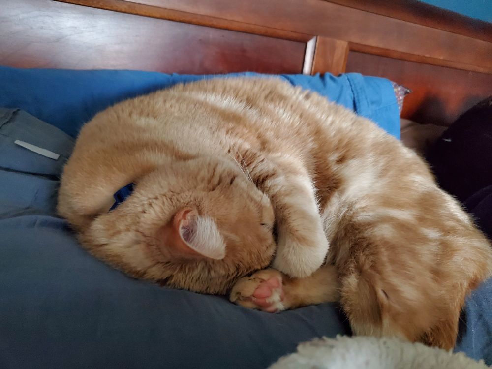 An orange cat curled up with paws over his nose sleeping on a pillow against the headboard of a brown wood bed.